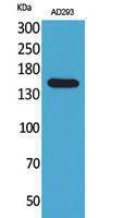 Western blot analysis of AD293 cells using Anti-PNPLA6 Antibody