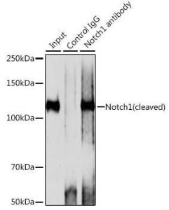 Immunoprecipitation analysis of 200 µg extracts of 293T cells using 3 µg of Anti-Notch1 Antibody [ARC0285] (A306313). This Western blot was performed on the immunoprecipitate using Anti-Notch1 Antibody [ARC0285] (A306313) at a dilution of 1:1000