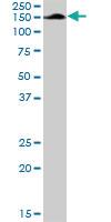 Anti-AFF4 Rabbit Polyclonal Antibody