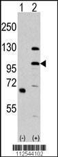 Anti-MLK4 Rabbit Polyclonal Antibody (APC (Allophycocyanin))