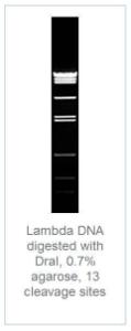 FERMER0221 - ENZYME DRAI 1500 UNITS