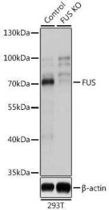 Western blot analysis of extracts from normal (control) and FUS knockout (KO) 293T cells, using Anti-TLS / FUS Antibody (A9768) at 1:3,000 dilution. The secondary antibody was Goat Anti-Rabbit IgG H&L Antibody (HRP) at 1:10,000 dilution.