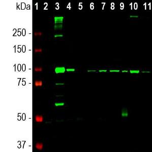 Western blot analysis of different tissue and cell lysates using Anti-ALDH1L1 Antibody [2E7] (A85314)