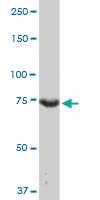 Anti-CCNT2 Mouse Monoclonal Antibody [clone: 1H3]