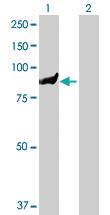 Anti-TTC7B Mouse Polyclonal Antibody