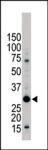 Anti-YWHAB Rabbit Polyclonal Antibody (HRP (Horseradish Peroxidase))