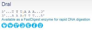 FERMER0221 - ENZYME DRAI 1500 UNITS