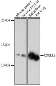 Antibody A305409-100 100 µl