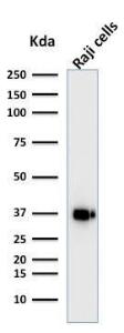 Western blot analysis of Raji cell lysate using Anti-BOB1 Antibody [BOB1/2421]