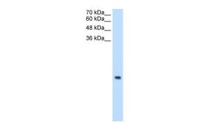 Anti-MRPS12 Rabbit Polyclonal Antibody