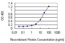 Anti-CCNT2 Mouse Monoclonal Antibody [clone: 1H3]