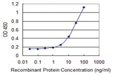 Anti-NOVA1 Mouse Monoclonal Antibody [clone: 3F7]