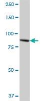 Anti-TTC7B Mouse Polyclonal Antibody