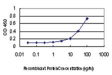 Anti-TRIB3 Mouse Monoclonal Antibody [clone: 2F7]