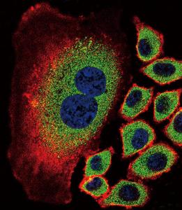 Anti-NEU2 Rabbit Polyclonal Antibody (APC (Allophycocyanin))