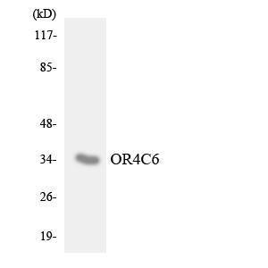 Western blot analysis of the lysates from HepG2 cells using Anti-OR4C6 Antibody