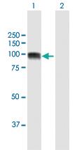 Anti-GOLGA1 Mouse Polyclonal Antibody