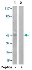 Anti-SMAD3 Rabbit Polyclonal Antibody