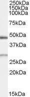 Antibody anti-BNIP1 100 µg