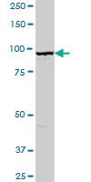 Anti-GOLGA1 Mouse Polyclonal Antibody