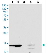 Anti-SNRPD1 Rabbit Polyclonal Antibody