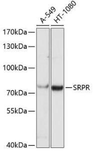 Anti-SRPR alpha Antibody (A9770)