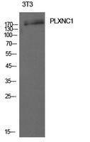 Western blot analysis of extracts from 3T3 cells using Anti-PLXNC1 Antibody