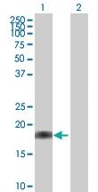 Anti-PTRH2 Mouse Polyclonal Antibody