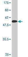 Anti-BNIP1 Mouse Monoclonal Antibody [clone: 1G7]