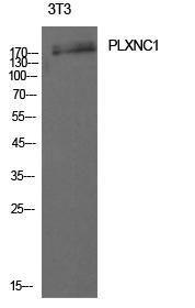 Western blot analysis of 3T3 cells using Anti-PLXNC1 Antibody