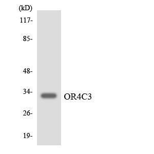 Western blot analysis of the lysates from COLO205 cells using Anti-OR4C3 Antibody