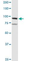 Anti-GOLGA1 Rabbit Polyclonal Antibody