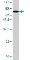 Anti-RBMS1 Mouse Monoclonal Antibody [clone: 3F2-2G9]