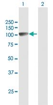 Anti-GOLGA1 Rabbit Polyclonal Antibody