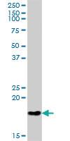 Anti-PTRH2 Mouse Polyclonal Antibody