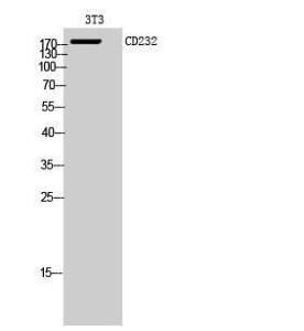 Western blot analysis of 3T3 cells using Anti-PLXNC1 Antibody