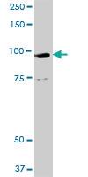 Anti-GOLGA1 Rabbit Polyclonal Antibody