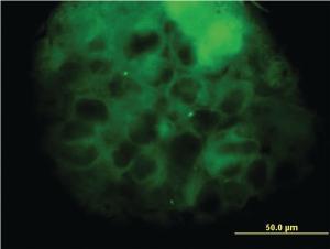 Anti-MVD Mouse Monoclonal Antibody [clone: 2A7]