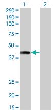 Anti-AFF4 Mouse Monoclonal Antibody [clone: 2E12]