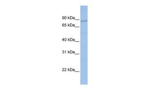 Anti-PCDHGA4 Rabbit Polyclonal Antibody