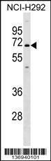 Anti-KCNN1 Rabbit Polyclonal Antibody (AP (Alkaline Phosphatase))