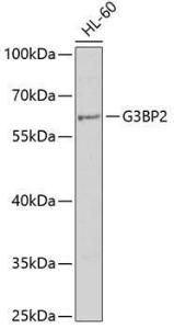 Antibody anti-G3BP2 100 µl