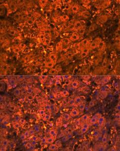 Antibody A305409-100 100 µl