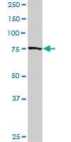 Anti-GOLGA1 Rabbit Polyclonal Antibody