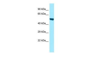 Anti-NT5E Rabbit Polyclonal Antibody