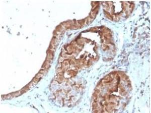 Immunohistochemical analysis of formalin-fixed, paraffin-embedded human breast tissue using Anti-Lactoferrin Antibody [LTF/4079]