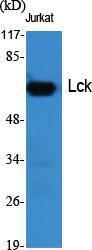 Western blot analysis of various cells using Anti-Lck Antibody