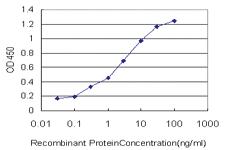 Anti-MVD Mouse Monoclonal Antibody [clone: 2A7]