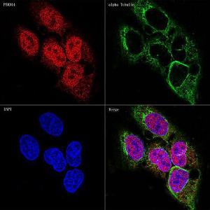 Anti-PSMD14 Rabbit Monoclonal Antibody [clone: ARC1655]