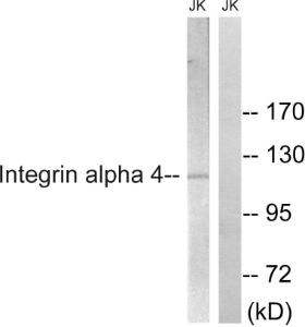 Western blot analysis of lysates from Jurkat cells, treated with PMA 125ng/ml 30' using Anti-Integrin alpha4 Antibody. The right hand lane represents a negative control, where the antibody is blocked by the immunising peptide